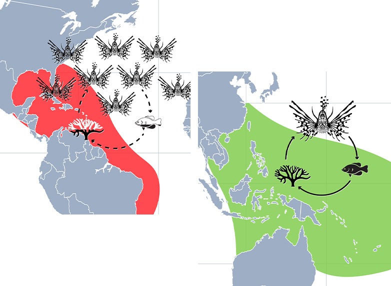 Comparison native habitat and invaded territory