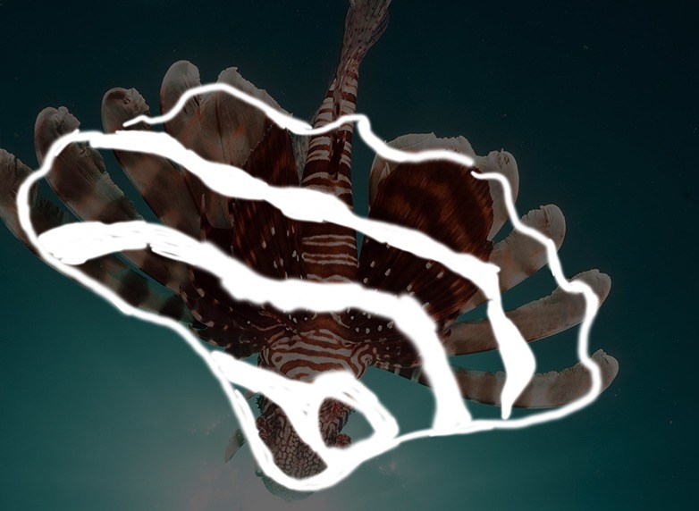 Lionfish inspired tableware